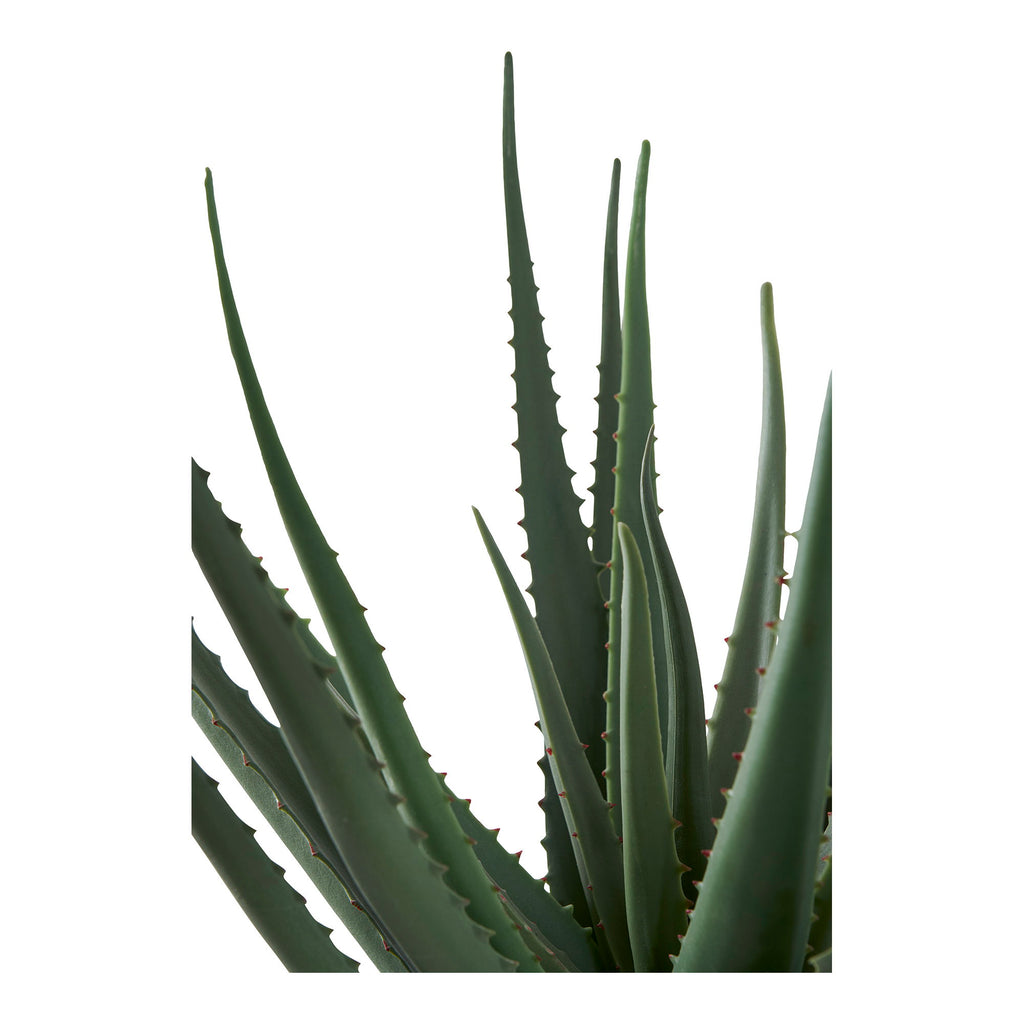 Gros plan feuilles charnues triangulaires dentelées Aloe Vera artificiel vert bleuté