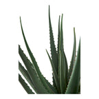 Gros plan des feuilles charnues triangulaires dentelées de l'Aloe Vera artificiel vert bleuté