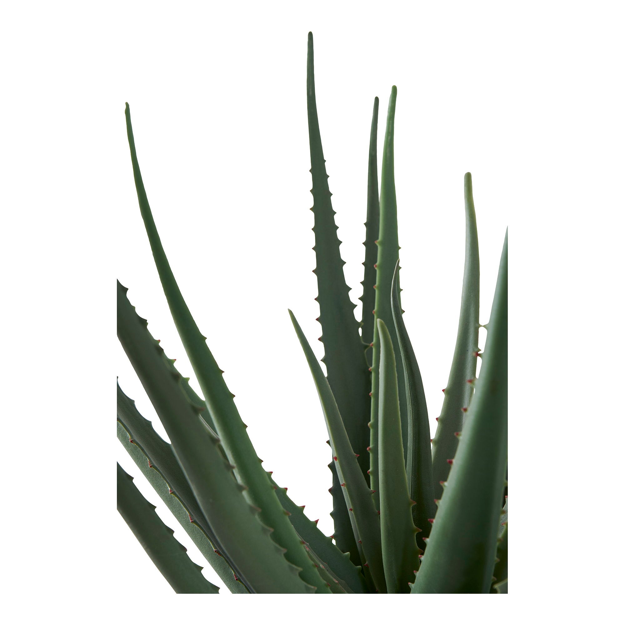 Gros plan feuilles charnues triangulaires dentelées Aloe Vera artificiel vert bleuté