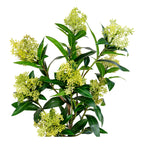 Détail des grappes de boutons vert anis et du feuillage lustré du skimmia artificiel