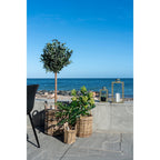 Skimmia artificiel dans un panier en rotin sur une terrasse face à la mer près d'un olivier et de lanternes