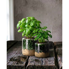 Deux cache-pots Moss de tailles différentes plantés de basilic et de persil sur une table en bois sombre