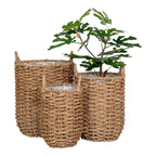 Trois cache-pots Hue en herbe de mer dont un garni d'un figuier sur fond blanc