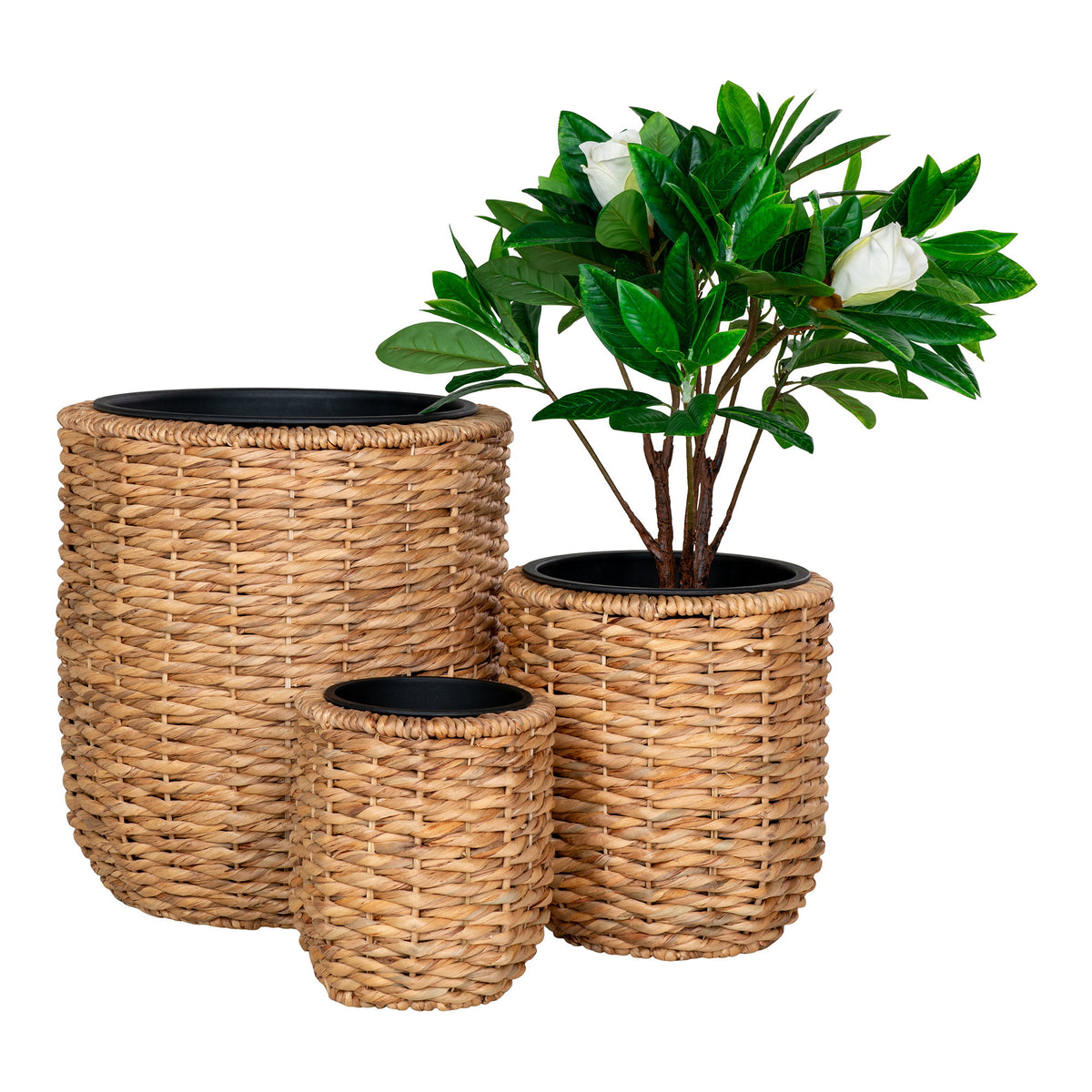 Set de trois cache-pots Hanoi en jacinthe d'eau dont le moyen garni d'un gardénia à fleurs blanches