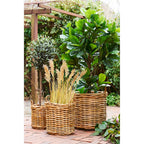 Trois cache-pots Burton en rotin naturel garnis d'un olivier de graminées et d'un ficus lyrata sous une pergola