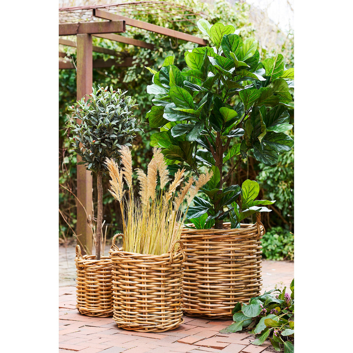 Trois cache-pots Burton en rotin naturel garnis d'un olivier de graminées et d'un ficus lyrata sous une pergola