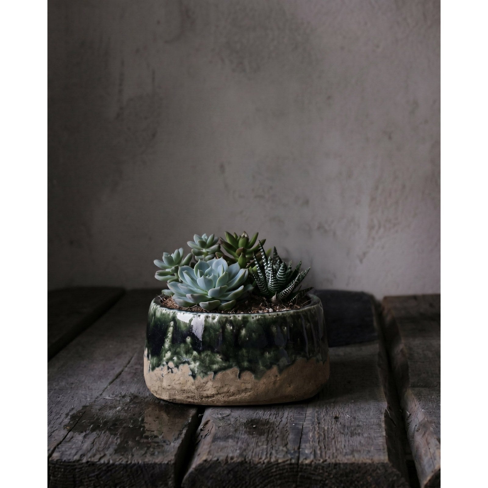 Coupe à planter Moss en grès vert 16 cm en situation