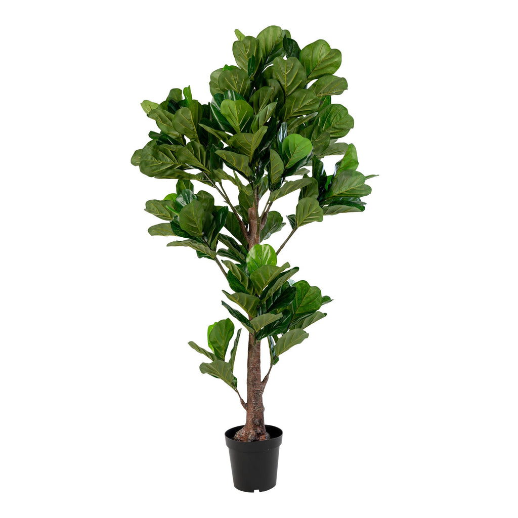 Ficus lyrata artificiel vert 190cm en pot noir, grandes feuilles en violon nervurées tronc brun écorcé fond blanc
