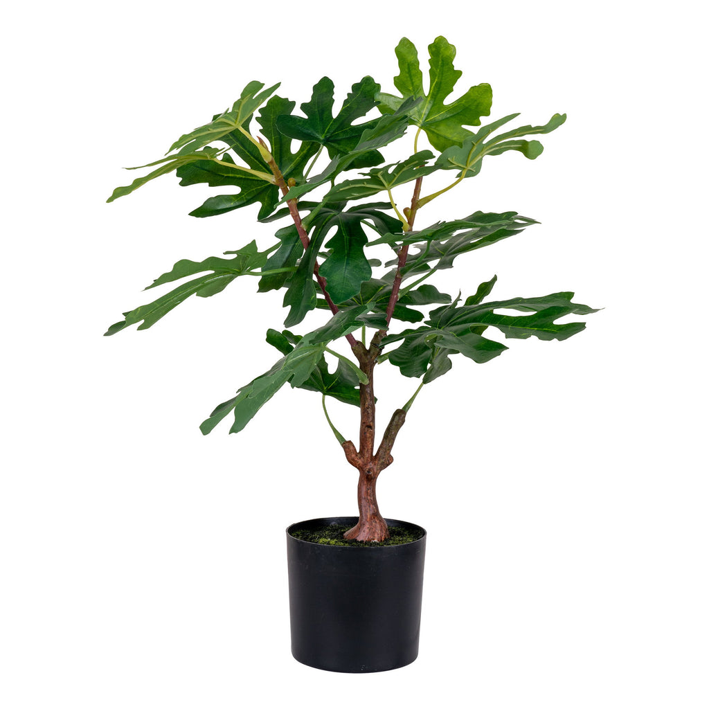 Figuier artificiel vert 60cm en pot noir, grandes feuilles lobées nervurées tronc brun écorcé fond blanc