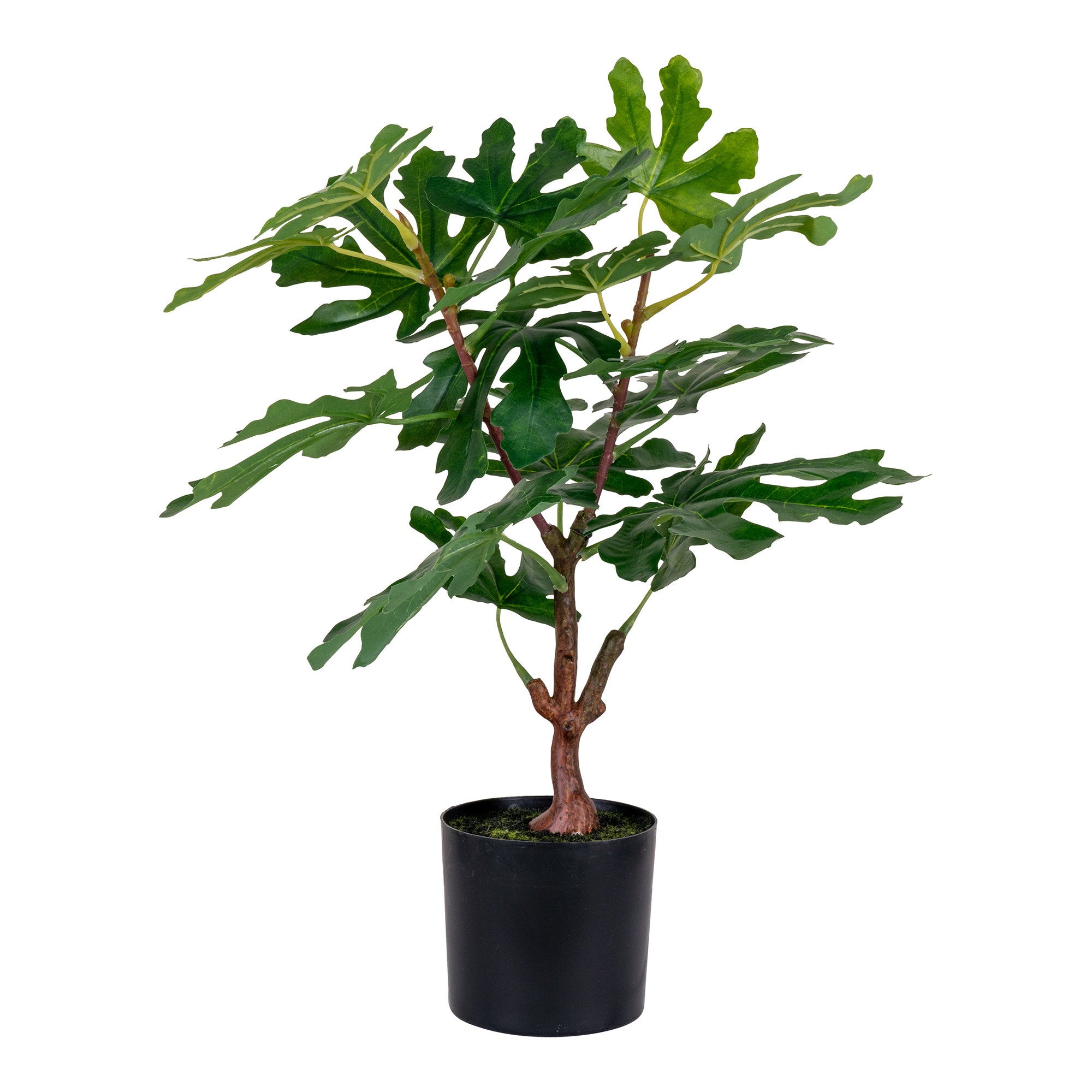 Figuier artificiel vert 60cm en pot noir, grandes feuilles lobées nervurées tronc brun écorcé fond blanc