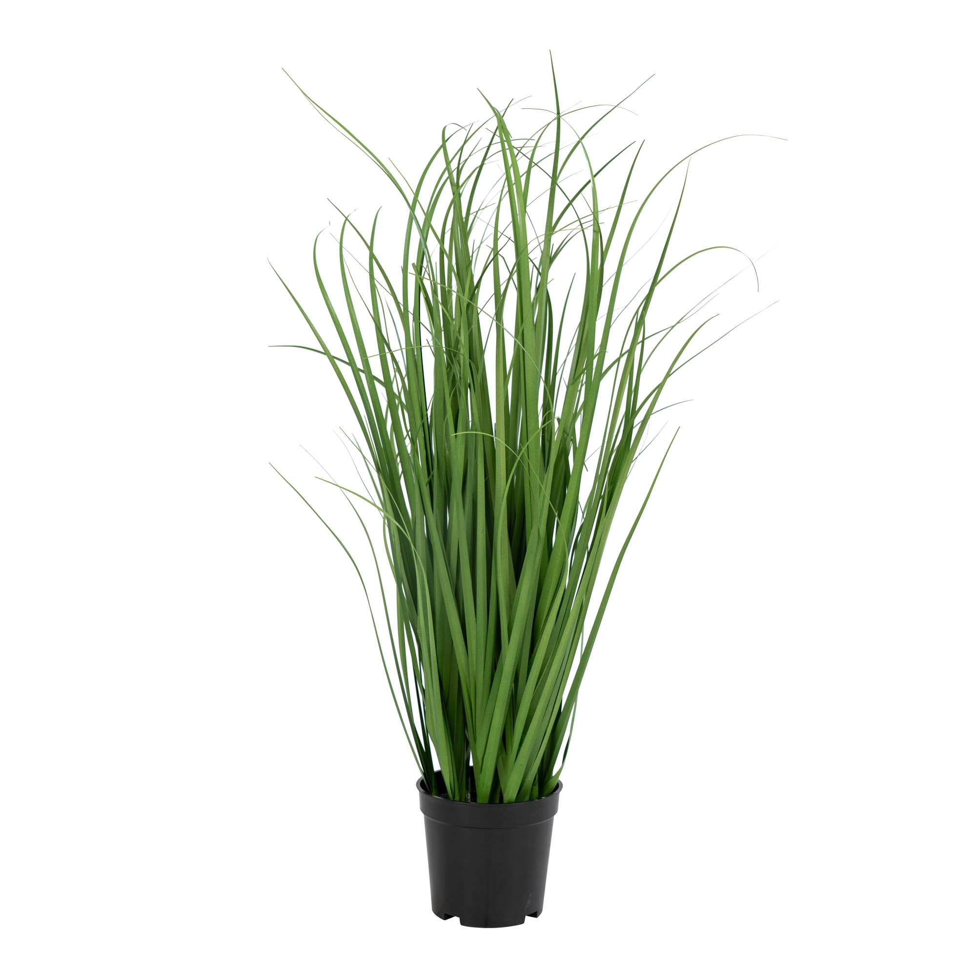 Graminée Poa artificielle verte 68cm en pot noir, tiges fines élancées fond blanc