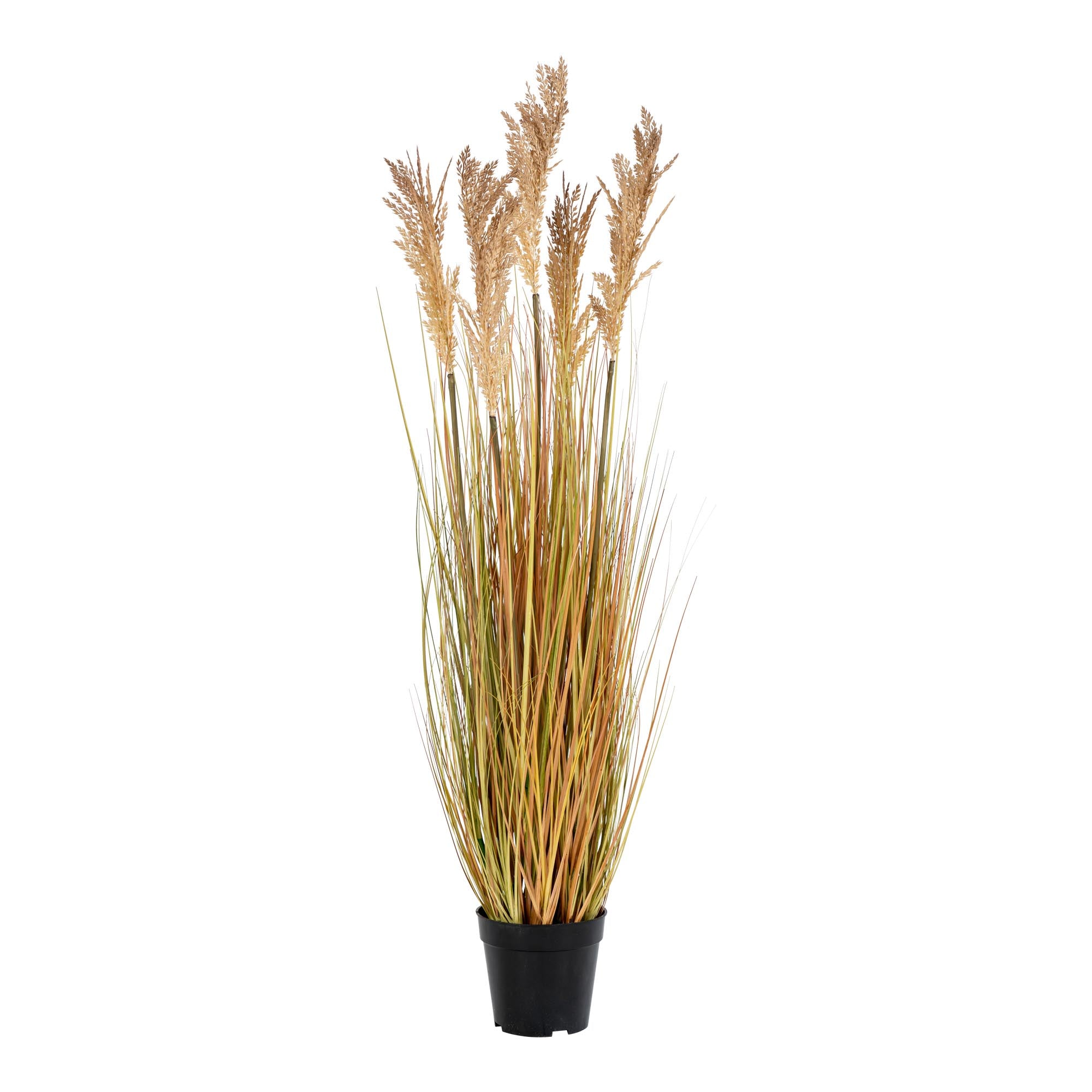 Graminée Sorghum artificielle naturel doré 110cm en pot noir, épis beige dorés tiges ocre fond blanc