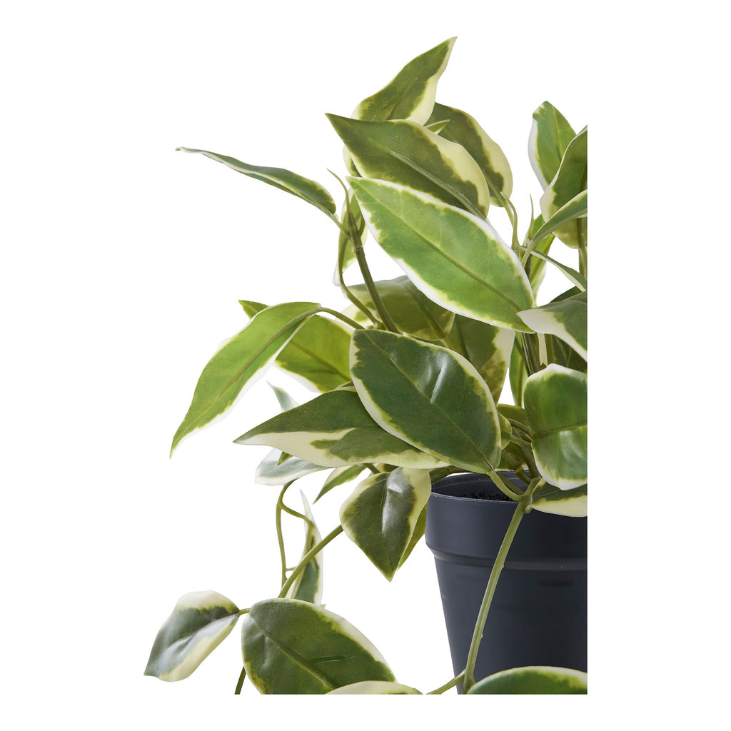 Détail feuilles ovales panachées vert et crème plante artificielle Hoya Carnosa