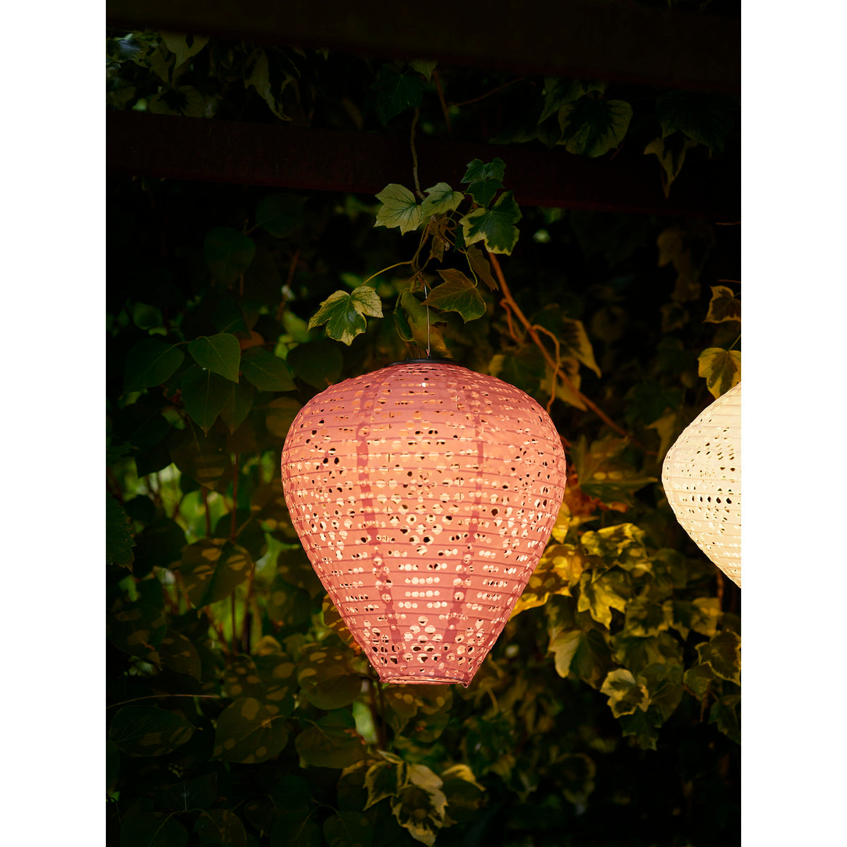 Lanterne Greatham rose poudré allumée de nuit sous une pergola couverte de lierre