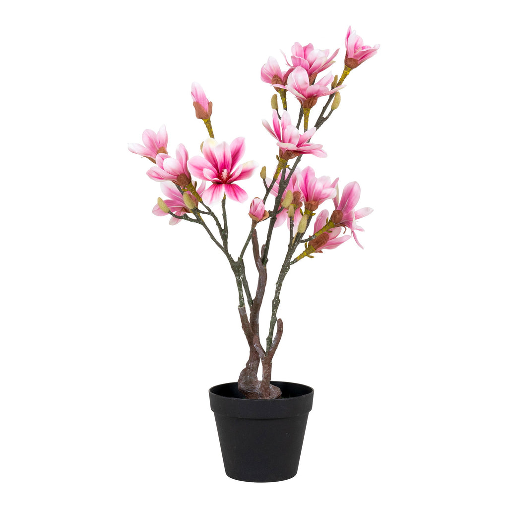75cm-arbre-fleuri.jpgMagnolia artificiel rose fuchsia 75cm en pot noir, grandes fleurs étoilées et boutons sur tiges brunes écorcées