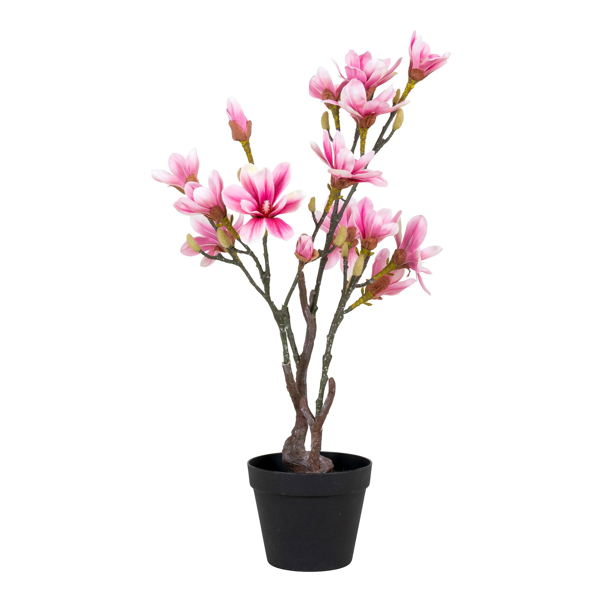 75cm-arbre-fleuri.jpgMagnolia artificiel rose fuchsia 75cm en pot noir, grandes fleurs étoilées et boutons sur tiges brunes écorcées