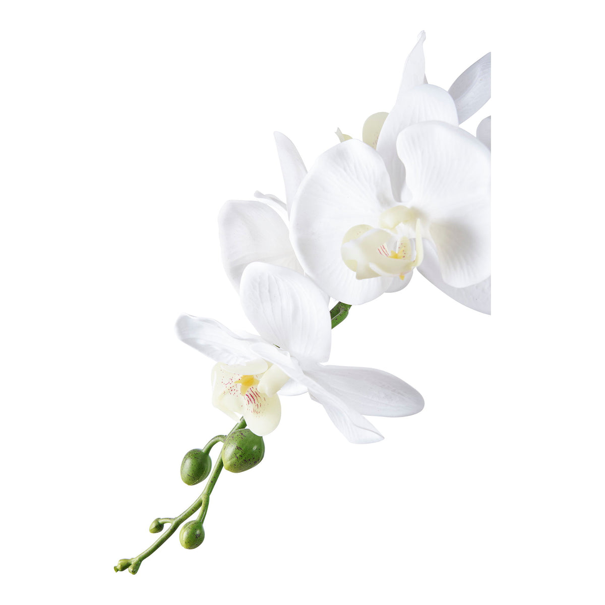 Détail des fleurs blanches au cœur crème moucheté et des boutons verts de l'orchidée artificielle