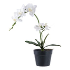 Orchidée artificielle blanche à deux tiges fleuries dans son pot de culture noir
