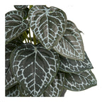 Détail des feuilles vert foncé nervurées blanc argenté motif résille graphique