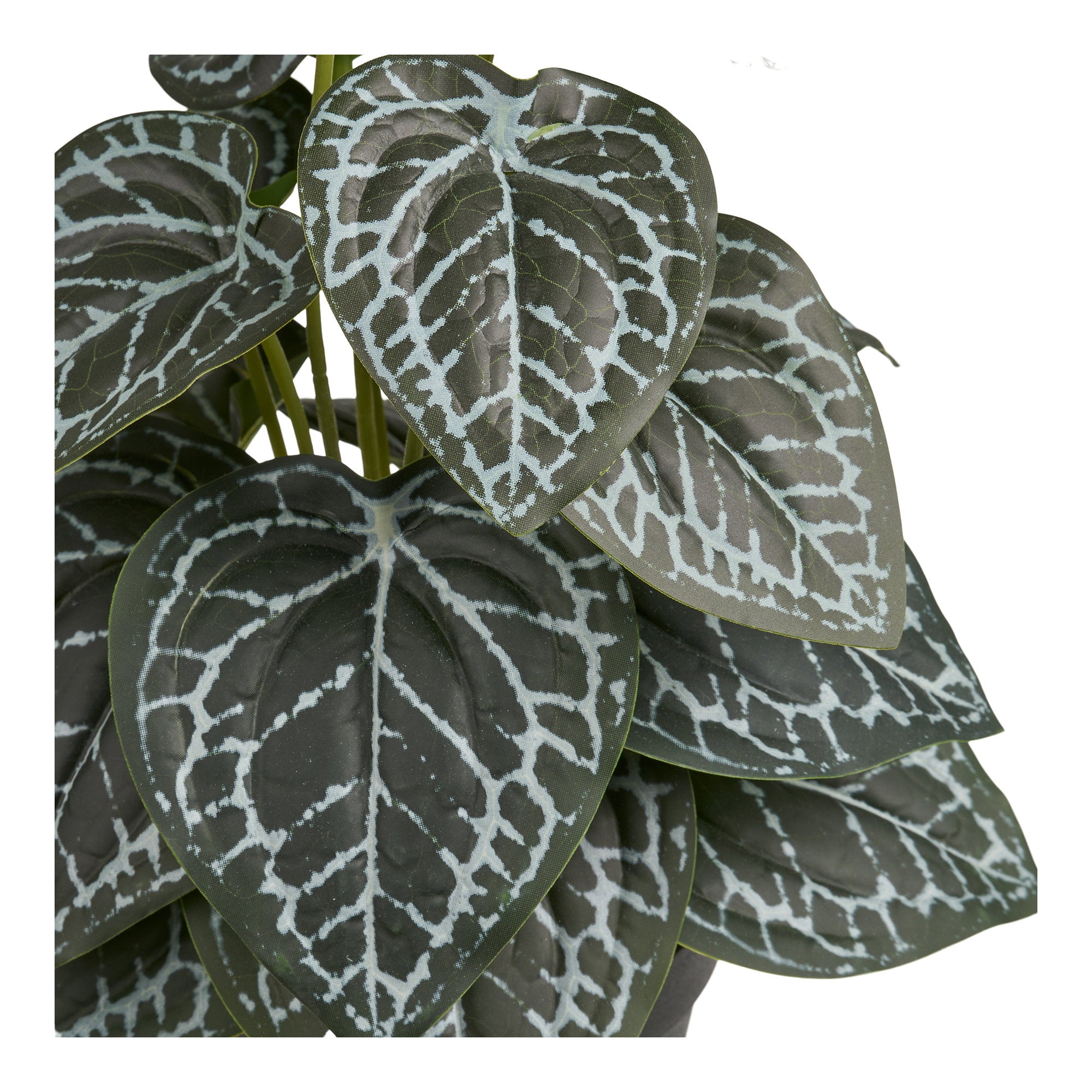 Détail feuilles vert foncé nervurées blanc argenté plante artificielle, motif résille graphique