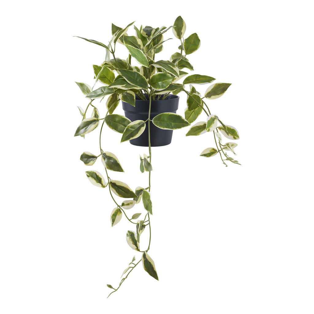 Plante artificielle Hoya retombante verte 33 cm pot noir fond blanc