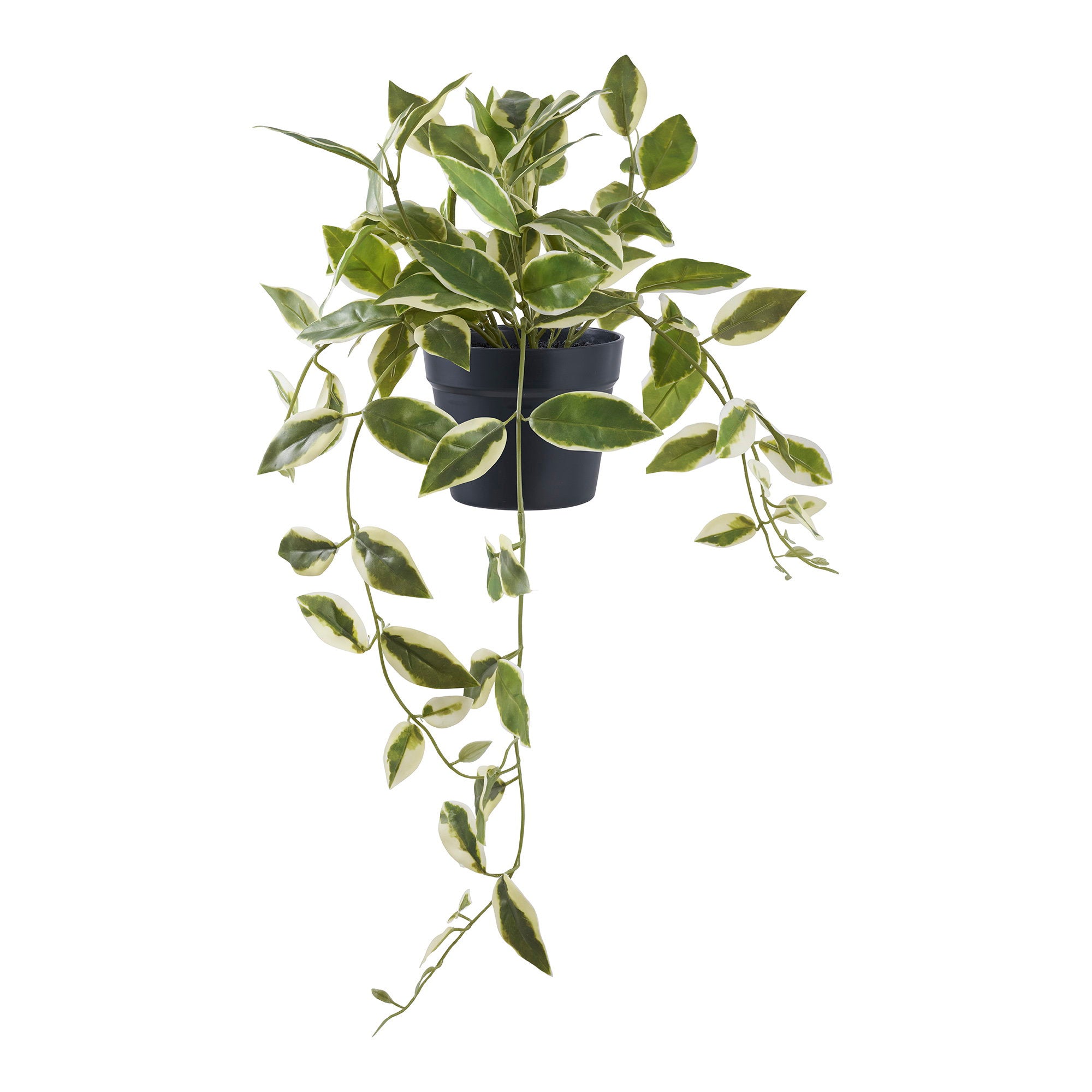 Plante artificielle Hoya retombante verte 33 cm pot noir fond blanc