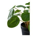 Détail des feuilles rondes nervurées et des tiges fines du Pilea peperomioides artificiel