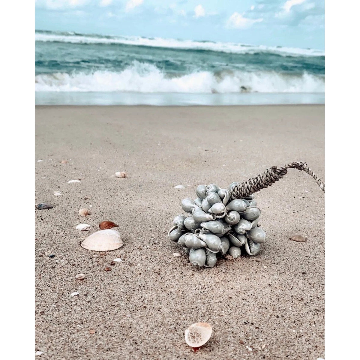 Pompon Grey Shell posé sur le sable d'une plage devant les vagues