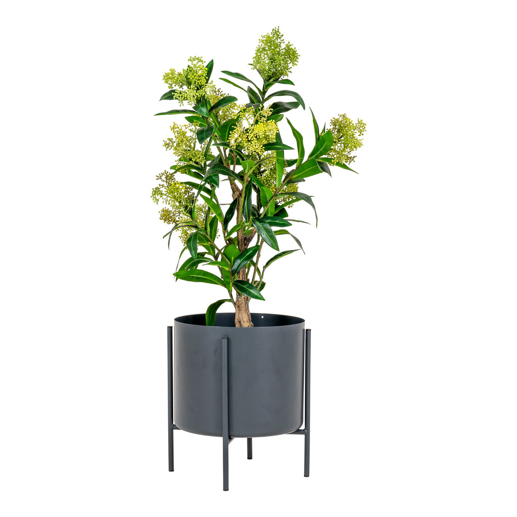 Skimmia artificiel vert 75cm dans cache-pot métal graphite sur pied, fleurs vert anis fond blanc