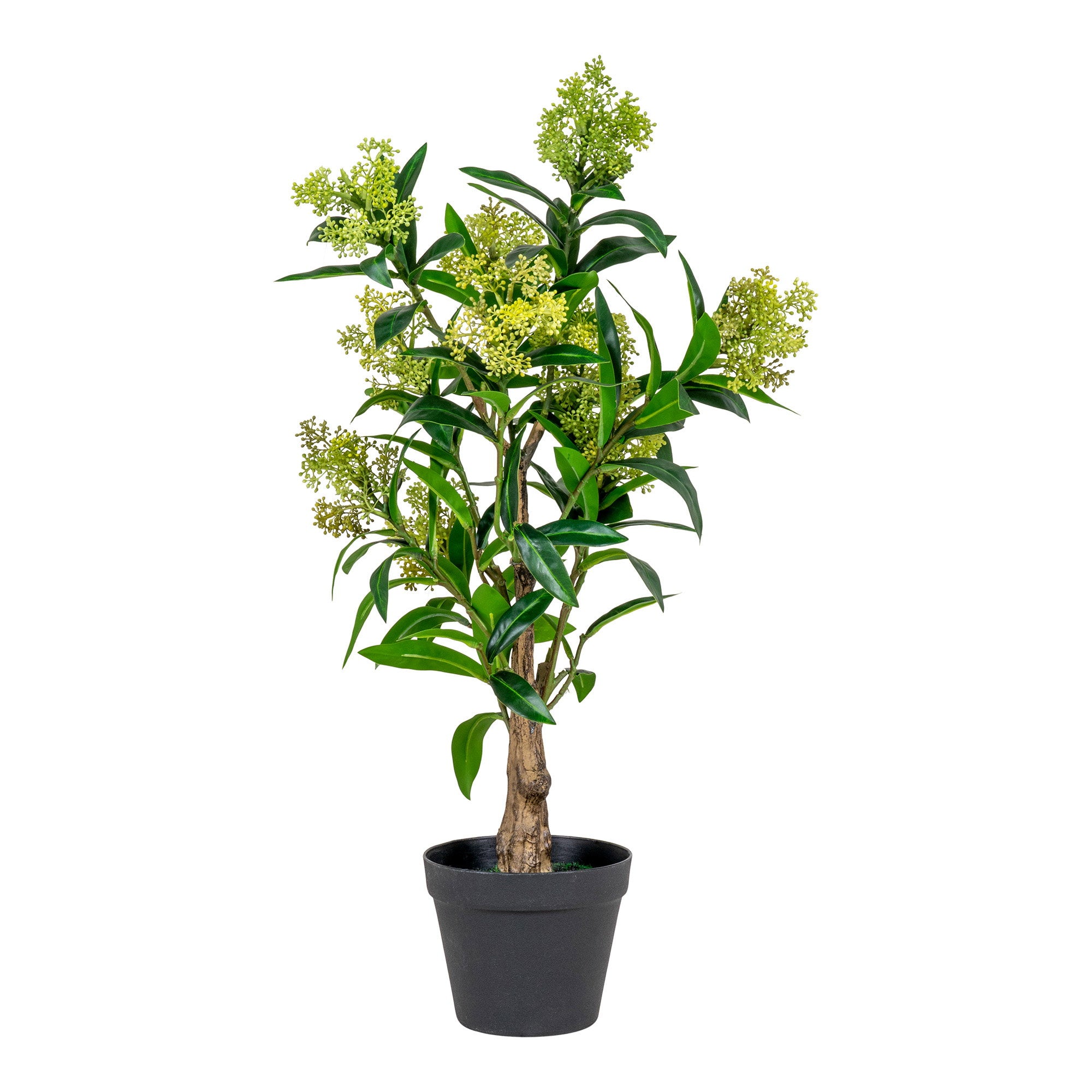 Skimmia artificiel vert fleuri 75cm en pot noir, bouquets fleurs vert anis et feuillage lustré fond blanc