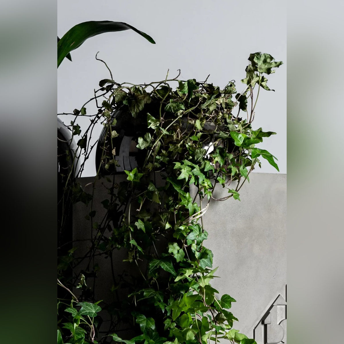 Gros plan sur un lierre planté dans le globe en verre de la table d'appoint Curb