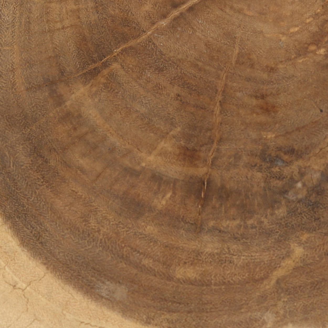 Tabouret Tribe en bois de suar blanc, vue 6