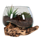 Terrarium San Marino en verre sur socle en teck brut garni de succulentes et d'écorce vu de face