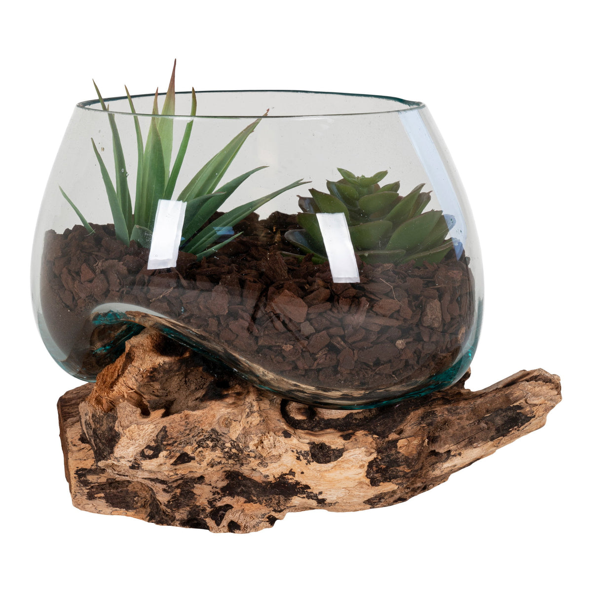 Terrarium San Marino en verre sur socle en teck brut garni de succulentes et d'écorce vu de face
