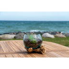 Terrarium San Marino garni de succulentes sur une table en teck face à la mer