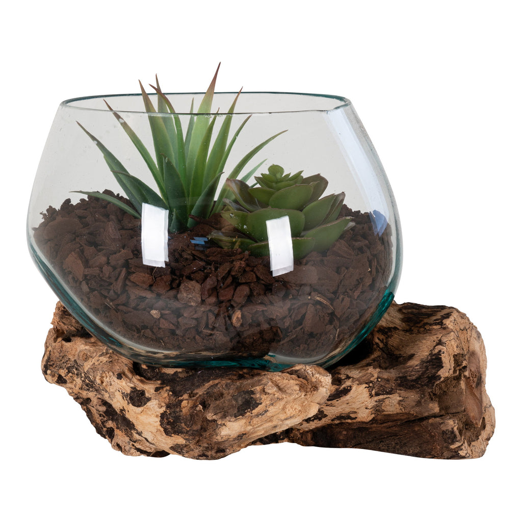 Terrarium verre soufflé bouche racine teck naturelle succulentes vue trois quarts